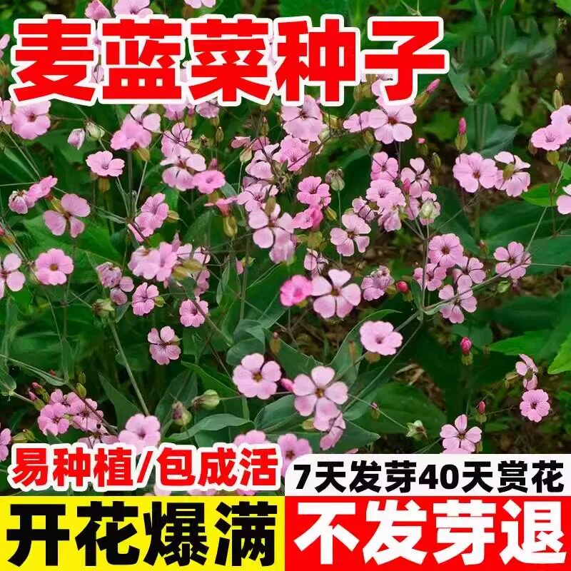 麦蓝菜种子粉色大花满天星籽王不留行剪金子种籽阳台小区庭院盆栽