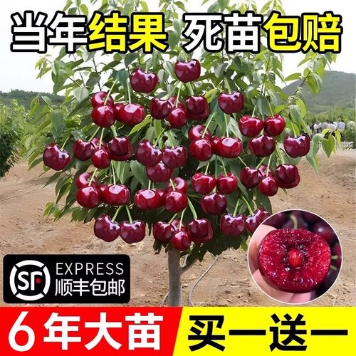 樱桃树苖南方北方种植盆栽