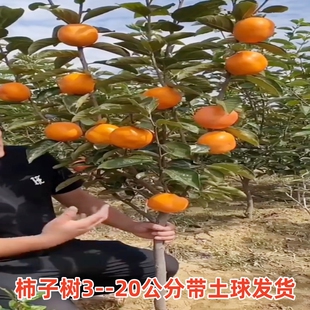 柿子苗特大果树果苗南北方庭院种植火晶无核脆甜富平柿子树苗带土
