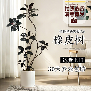 黑金刚橡皮树客厅大盆栽绿植办公室内大型植物落地式大号真花禄植