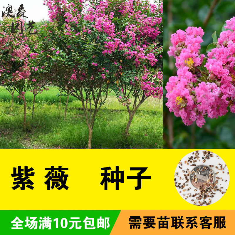 紫薇花种子紫薇树痒痒花痒痒树紫金花百日红种籽庭院花园公园花卉