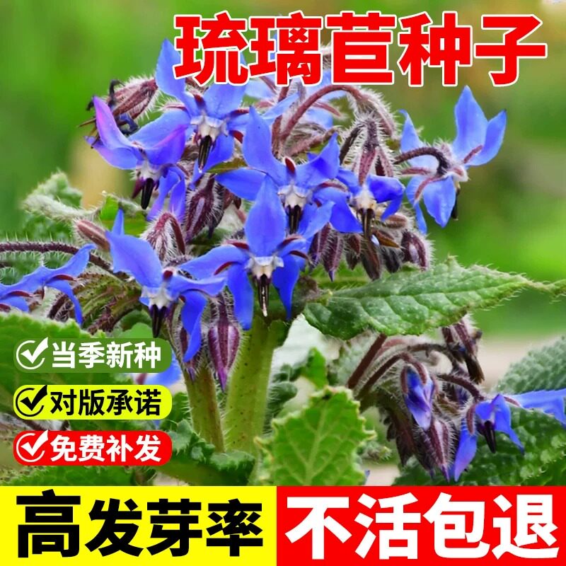 琉璃苣籽四季种植开花易活盆栽苗花种籽孑阳台庭院可食用蔬菜种子