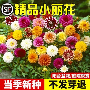 小丽花种子重瓣大丽花种籽子四季易活庭院景观绿化太阳花盆栽植物