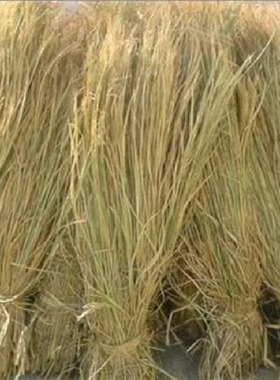 新天然干稻草秸秆做霉豆腐的禾秆稻草屋顶装饰草帘子稻柴草绳谷草