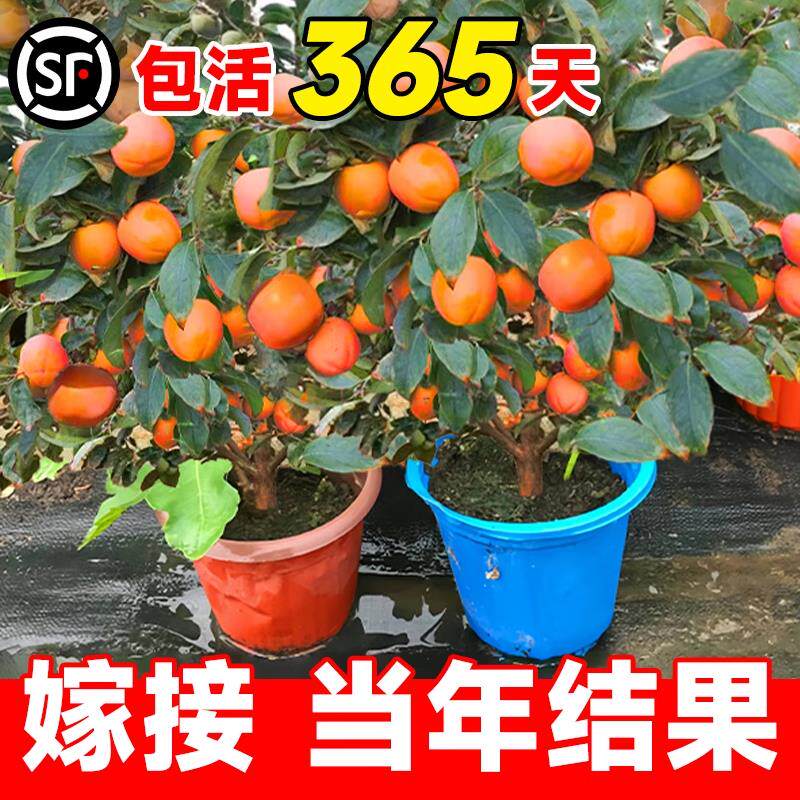 盆栽耐寒柿子甜脆南北方矮图片