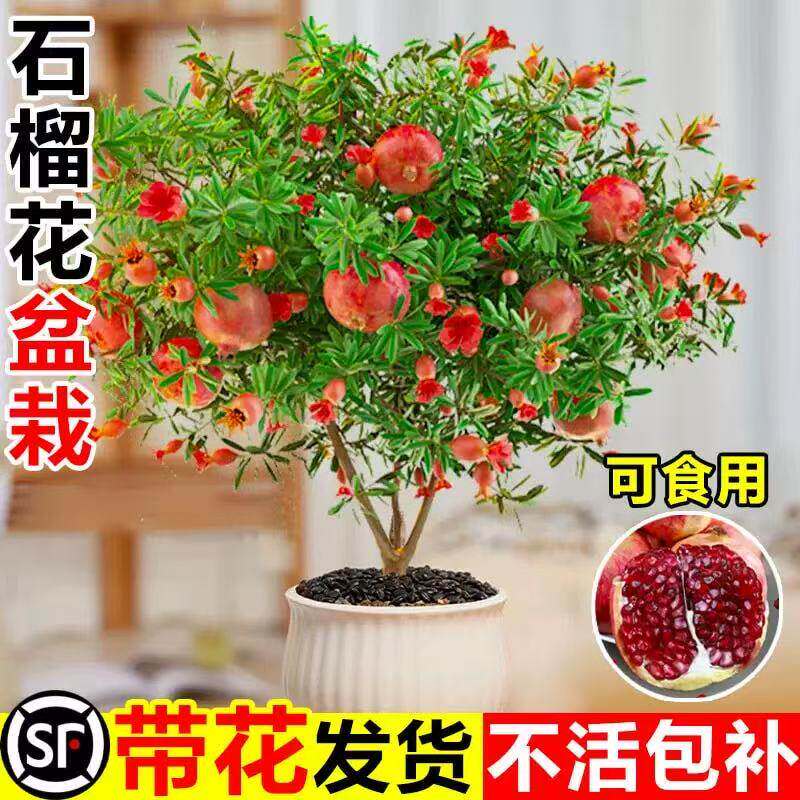 石榴花盆栽带果观赏果树苗室内阳台盆景多季开花庭院植物花卉好养
