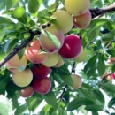 新品 种李树果苗嫁接早熟美人醉李子树苗桃形李苗树苖南方北方种植