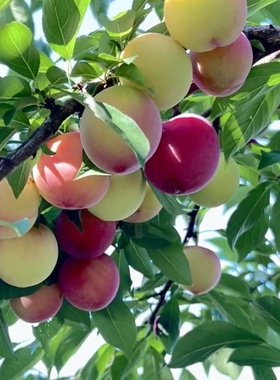 新品种李树果苗嫁接早熟美人醉李子树苗桃形李苗树苖南方北方种植