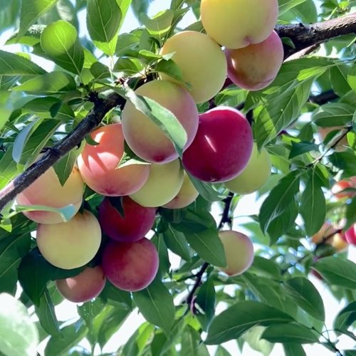 新品种李树果苗嫁接早熟美人醉李子树苗桃形李苗树苖南方北方种植