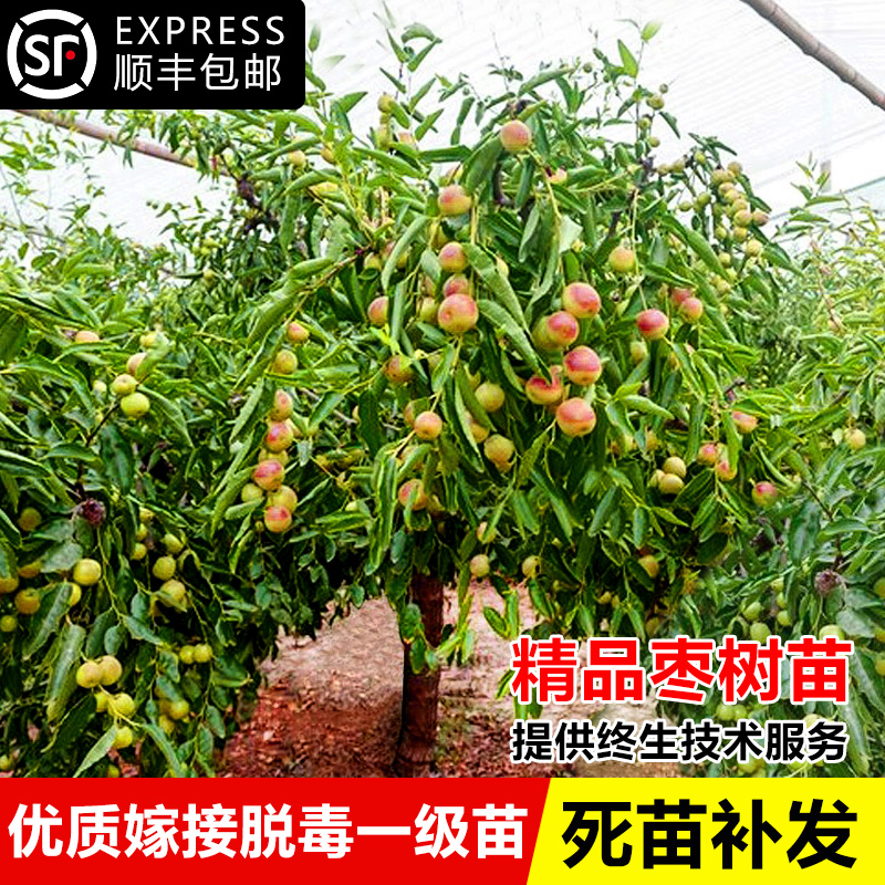 枣树活苗嫁接冬枣地栽果树果苗当年结果北方南方大枣超甜特大庭院
