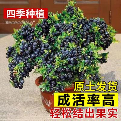 蓝莓苗盆栽蓝莓树果苗北方南方种植四季果树薄雾兔眼特大阳台带果