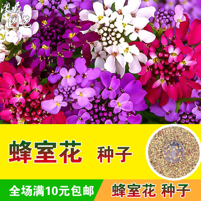 蜂室花种子屈曲花种籽室内室外阳台庭院花园盆栽花海花卉春秋易活