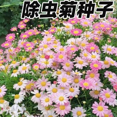除虫菊花种籽子驱蚊草植物薄荷虞美人四季播种开花卉草种子太阳花