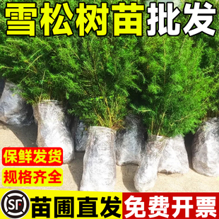 雪松树苗耐寒耐旱四季常青庭院别墅绿化柏树苗木宝塔松黑松白皮松