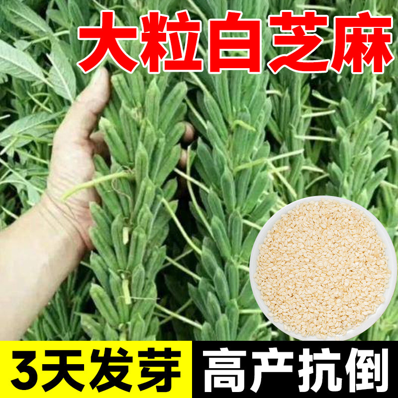 大粒白芝麻种子高产早熟高油黑芝麻种籽子阳台庭院四季蔬菜种孑苗