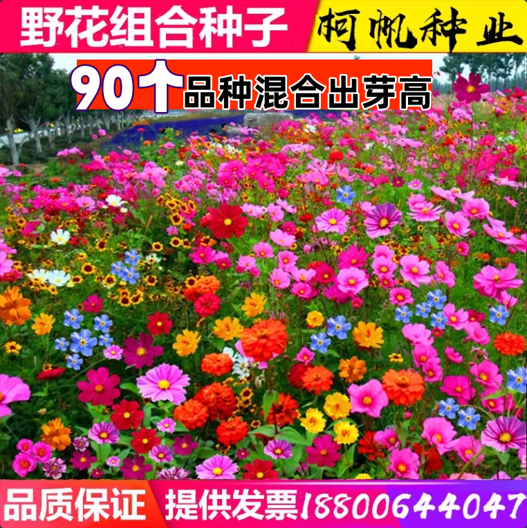 进口野花组合种子四季耐寒花种子波斯菊格桑开花种籽子易活花籽