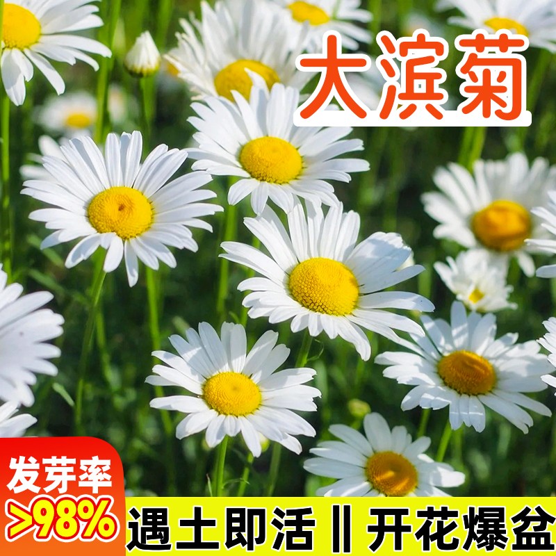 花种籽小雏菊种籽大滨菊太阳花种子孑洋甘菊花籽四季种植开花爆盆