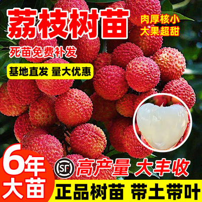 无核荔枝树桂味嫁接果树苗妃子笑盆栽当年结果南方种植大苗