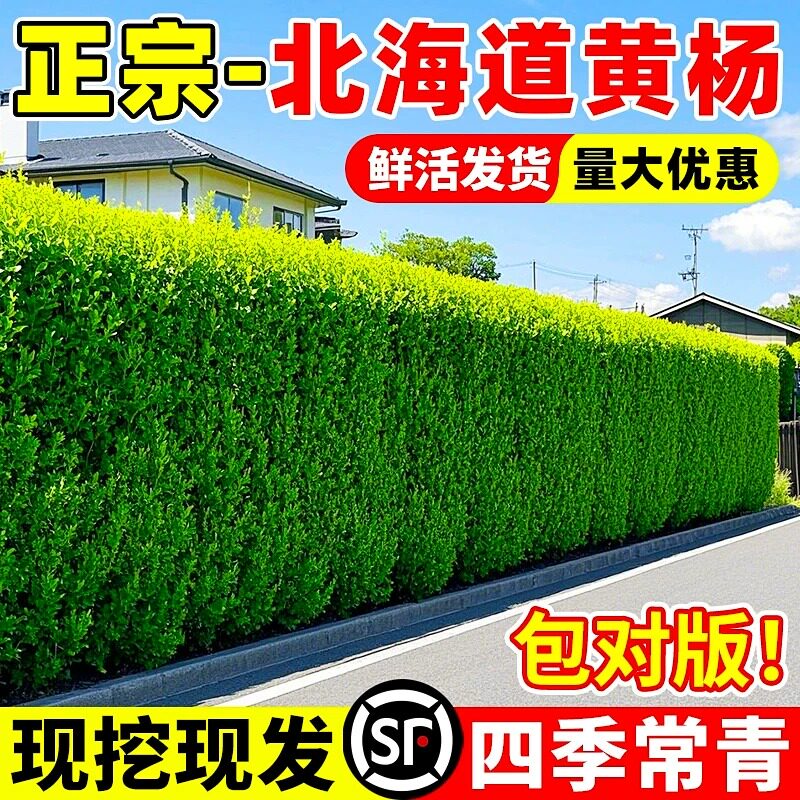 冬青树苗大叶黄杨苗北海道黄杨常青树苗绿化庭院绿篱植物围墙篱笆
