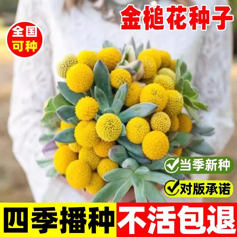 金槌花种子庭院春播花草秋播四季易种室内花卉种子阳台盆栽花籽