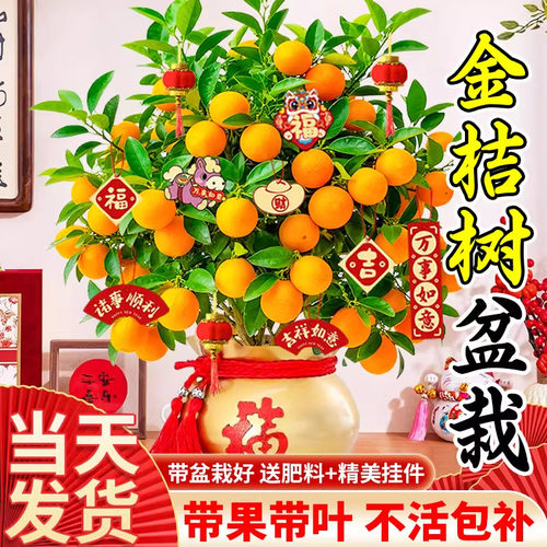 柠檬/柑橘类盆栽