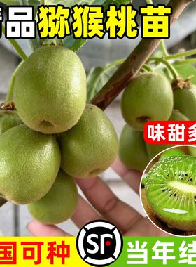 红心猕猴桃果苗徐香软枣