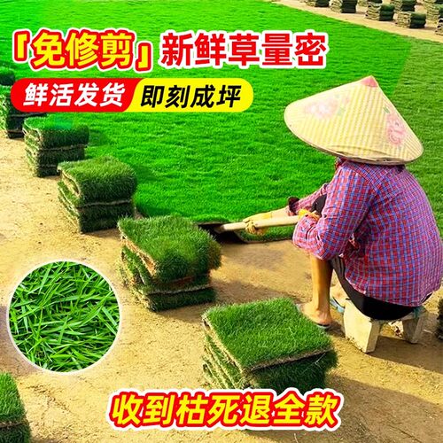 带泥土草皮真草坪别墅花园绿化免修剪果岭草台湾草马尼拉草皮带土