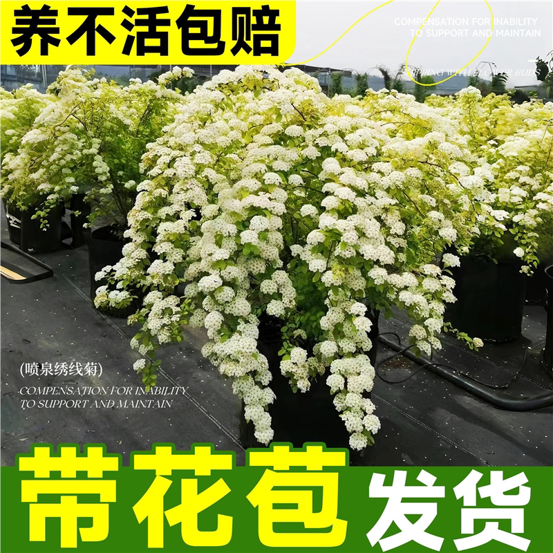黄金喷泉绣线菊重瓣叶小手图片