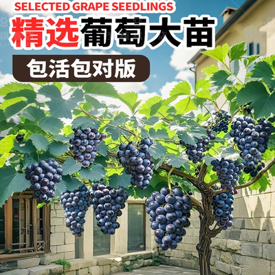 葡萄树苗阳光玫瑰南北方种植蓝宝石巨峰果树果苗室内庭院盆栽地栽