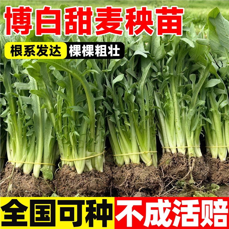 博白甜麦菜苗苦麦菜秧苗新鲜广西蔬菜苗带根泥发货花芽菜盆栽四季