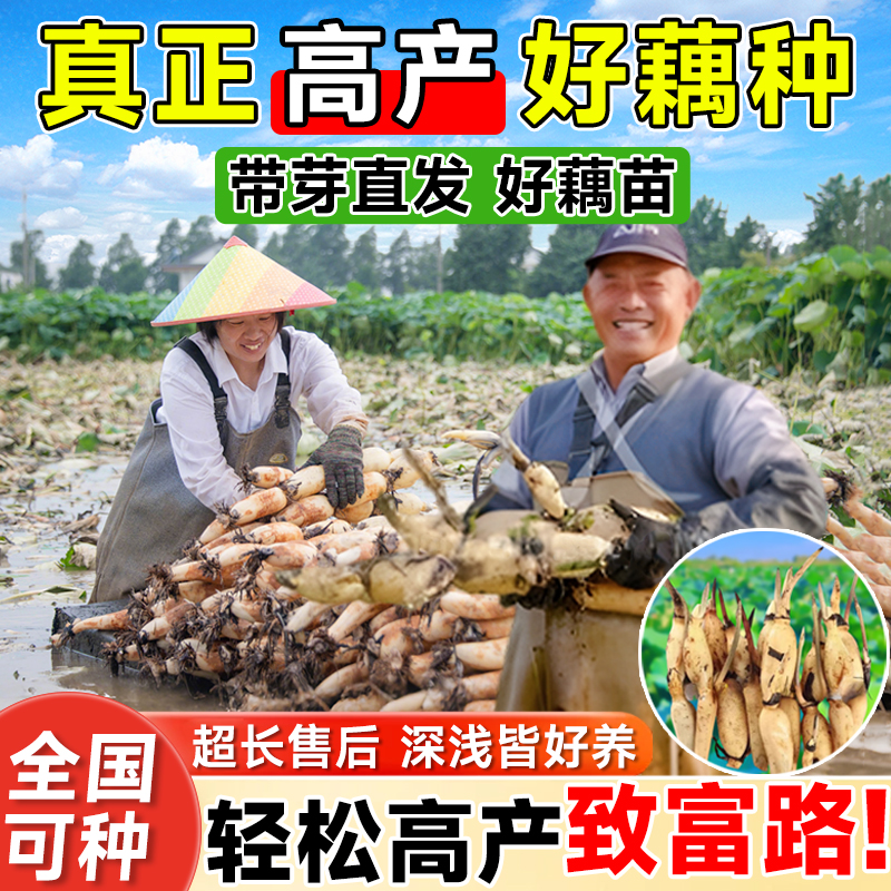 藕种藕苗带芽莲花种根菜藕粉藕种池塘荷花苗脆藕高产食用莲藕苗种