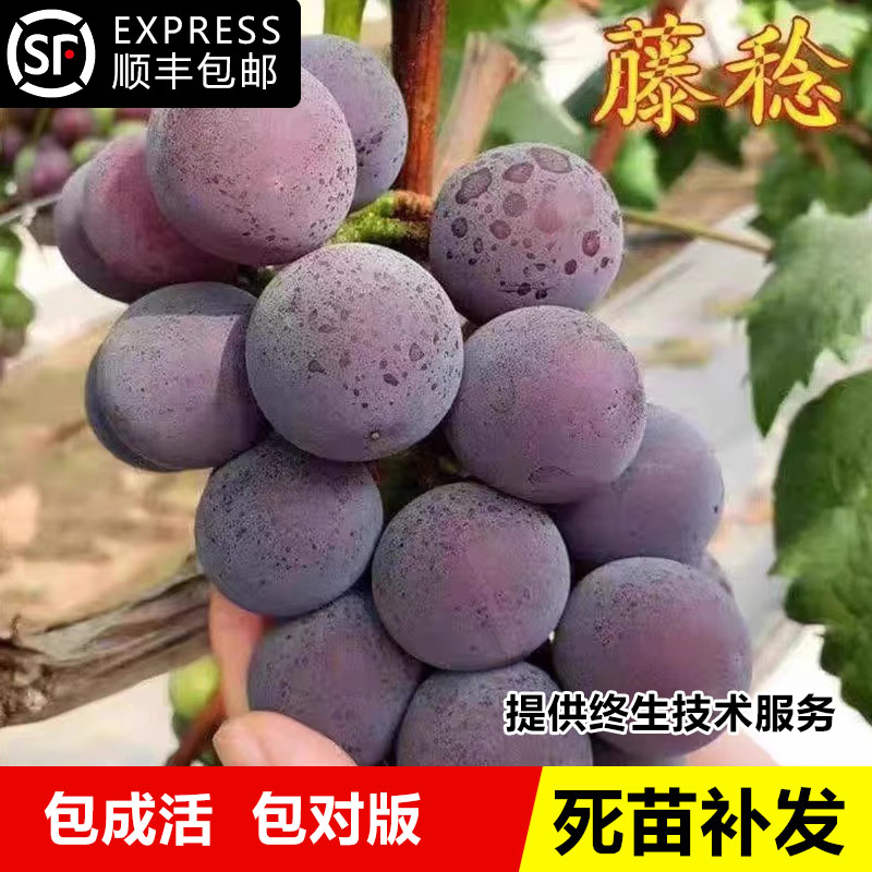 葡萄树苖藤稔葡萄苗陆地南方北方特大果巨峰系乒乓球藤捻当年结果