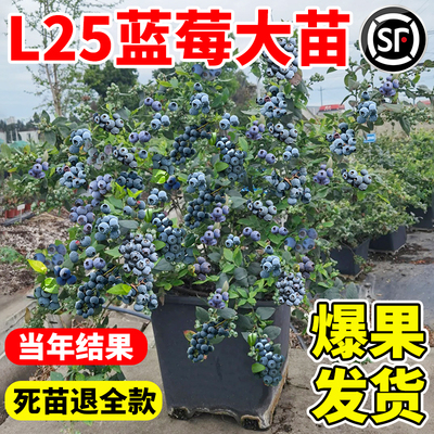 l25蓝莓树果苗特大号盆栽带果发货耐寒南北方庭院种植兔眼蓝莓苗