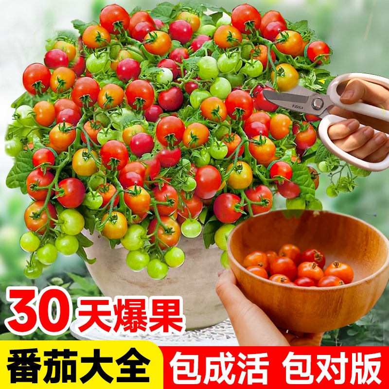 四季矮生番茄苗水果盆栽千禧种子孑种籽阳台圣女果西红柿草莓苗秧