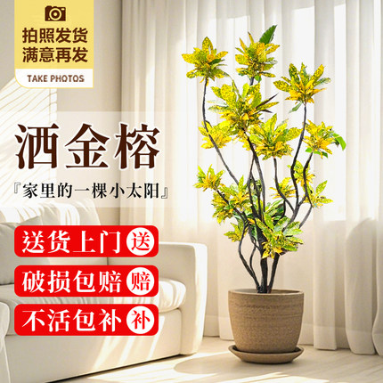 洒金榕盆栽绿植室内大型植物旺宅树客厅落地大号真花黄金万两禄植
