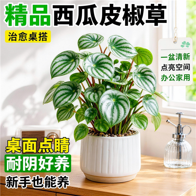 西瓜皮椒草麒麟红宝石盆栽室内好养办公室耐阴净化空气观叶植物
