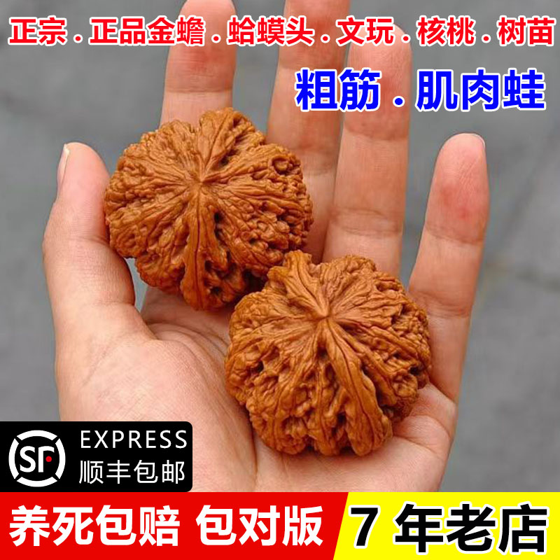 大粗筋肌肉蛙文玩核桃苗盆栽金蟾延庆蛤蟆头麻核桃树苗南北方种植