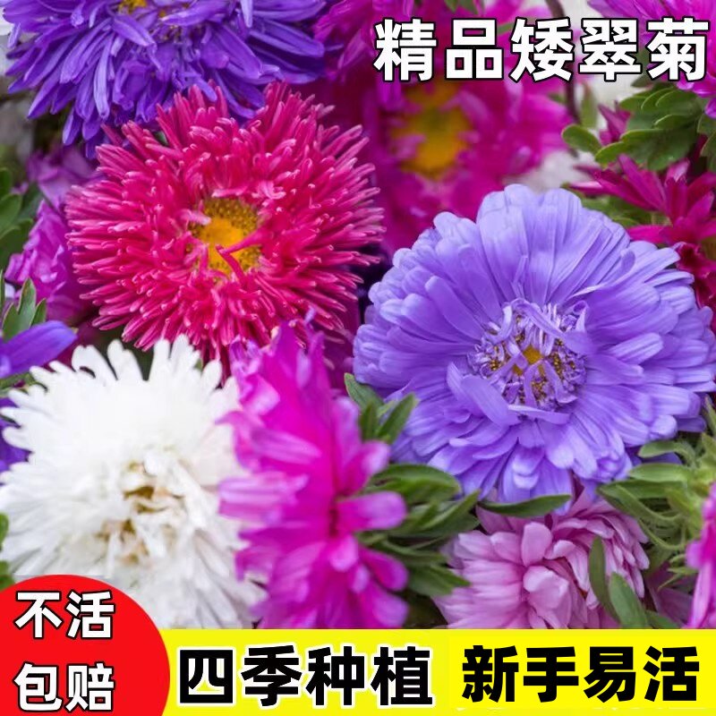 翠菊花籽混色糖果菊花苗盆栽矮杆大花海葵花种四季开小雏菊种子
