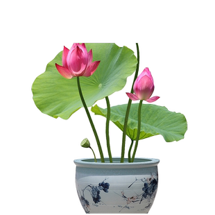 荷花盆栽水养莲藕苗种莲花食用四季观赏睡莲生水培植物碗莲种根苗
