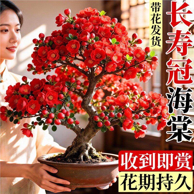 四季海棠花盆栽重瓣老桩大花树苗室内客厅花苗植物四季鲜花卉开花