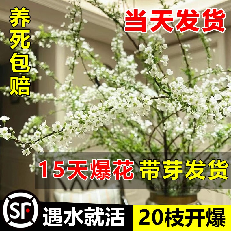 雪柳鲜枝水养插花干枝支盆栽水培植物鲜花卉室内客厅绿植开花龙柳