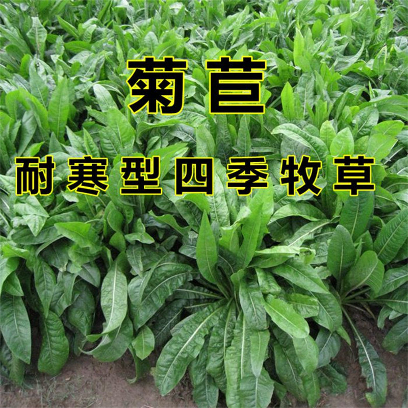 菊苣种籽大叶多年生喂猪菜种子牛羊鱼鸡鸭鹅爱吃的牧草种子兔子草