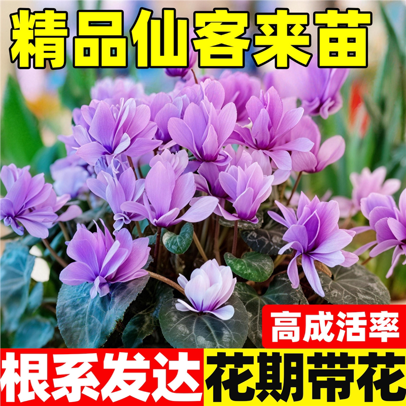 仙客来特大花大苗盆栽室内花卉重瓣年宵花新品带花苞四季观花植物