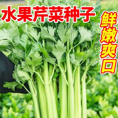 水果芹菜种子小香芹种籽玻璃脆芹四季种植阳台庭院盆栽高产芹菜苗