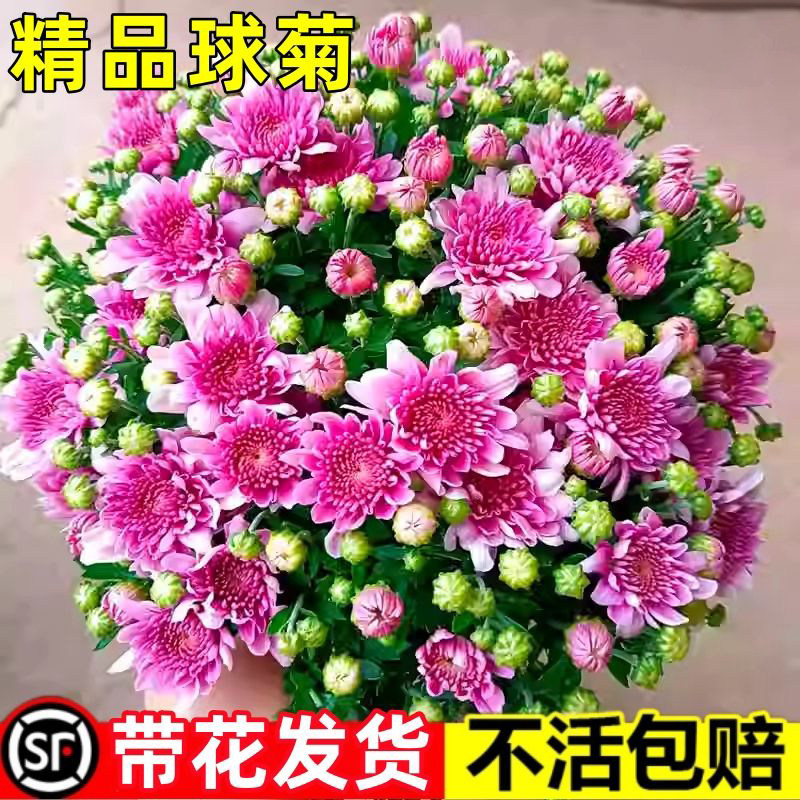 球菊千头菊盆栽带花苞大盆菊花糖果甜心阳台庭院花园花卉耐寒耐热