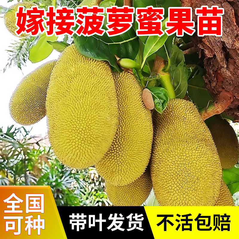 菠萝蜜树树苗嫁接果树果苗四季水果苗室内外庭院盆栽种苗耐寒榴莲