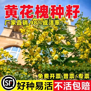 黄花槐种子刺槐护坡固土工程园林绿化灌木黄槐种籽树红花槐种籽子