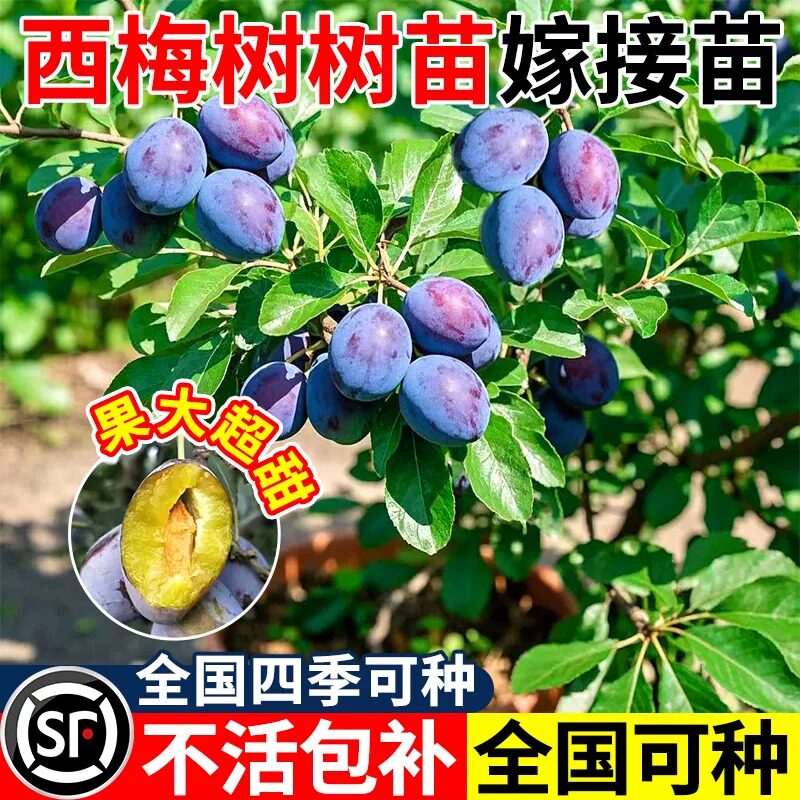 西梅树树苗庭院果树果苗南方北方四季种植耐寒盆栽室内外水果树苗