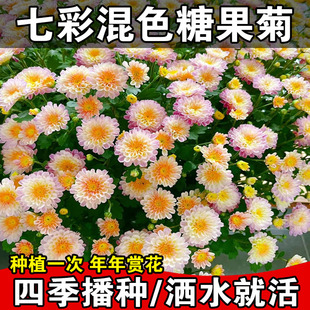 千头菊花种子七彩混色糖果菊种子四季耐寒洋桔梗花种籽庭院花卉