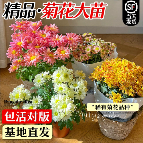 国华大菊花苗带苞盆栽四季